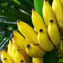 Bananier fruitier Dajiao - Des bananes chez vous