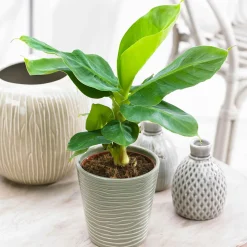 Bananier 'Oriental Dwarf' - L'ambiance tropicale chez soi