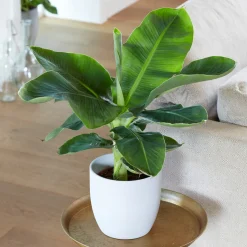 Bananier 'Oriental Dwarf' - L'ambiance tropicale chez soi