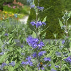Barbe bleue Caryopteris 'Heavenly Blue' - Le bleu qui fleurit en fin d'été