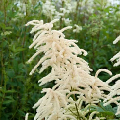 Barbe de bouc dioïques - Grandes plumes blanches
