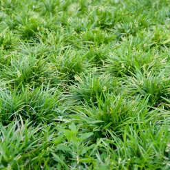 Barbe de serpent - Le tapis vert sans effort