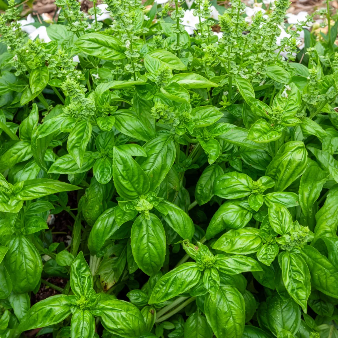 Basilic amélioration de Genovese Bio - Le vrai goût du pesto maison
