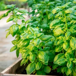 Basilic amélioration de Genovese Bio - Le vrai goût du pesto maison