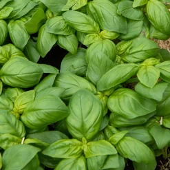 Basilic Grand vert - Le vrai goût du pesto maison