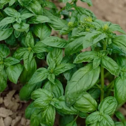 Basilic Grand vert - Le vrai goût du pesto maison