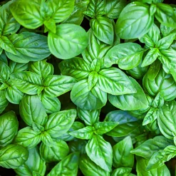 Basilic Grand vert - Le vrai goût du pesto maison
