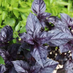 Basilic pourpre Dark Opal Bio - Un basilic pourpre plein de goût