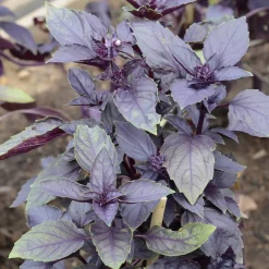 Basilic pourpre Dark Opal Bio - Un basilic pourpre plein de goût