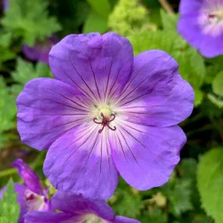 Bec de grue Geranium 'Rozanne' - 6 mois de fleurs sans effort