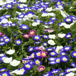 Belle de jour variées - Un tapis fleuri en semant