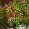 6 Belle-de-nuit en mélange - Le parfum du soir au jardin