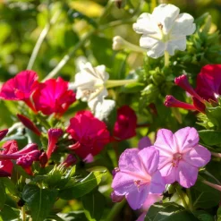 6 Belle-de-nuit en mélange - Le parfum du soir au jardin
