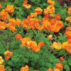 Benoîte Firestorm - Le feu orange au jardin