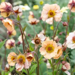 Benoîte Mai Tai - Floraison abricot longue durée