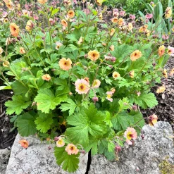 Benoîte Mai Tai - Floraison abricot longue durée