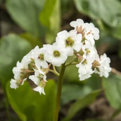 Bergénia Bressingham White - Fleurs blanches dès février