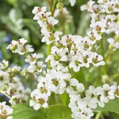 Bergénia Bressingham White - Fleurs blanches dès février