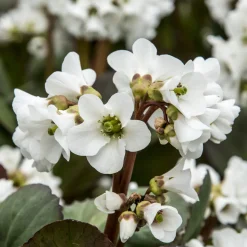 Bergénia Bressingham White - Fleurs blanches dès février