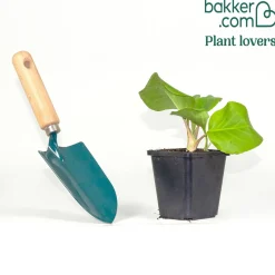Bergénia à feuilles cordées - Vert toute l'année sans effort