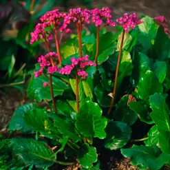 Bergénia Morgenrote - Fleurs et feuillage toute l'année