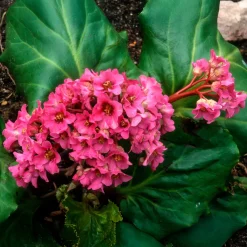 Bergénia Morgenrote - Fleurs et feuillage toute l'année