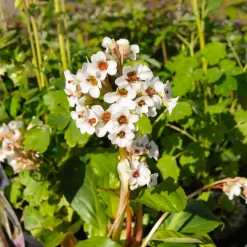 Bergénia Silberlicht - Fleurs blanches dès février