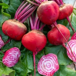 Betterave rouge Chioggia - Le rose qui étonne à table