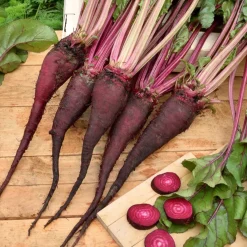 Betterave rouge Crapaudine - La plus sucrée du potager