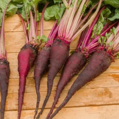Betterave rouge Crapaudine - La plus sucrée du potager