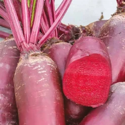 Betterave rouge Cylindra Bio - Récolte facile et savoureuse
