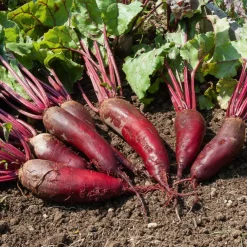 Betterave rouge Cylindra - Des racines longues et sucrées