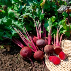 Betterave rouge de Détroit 2 - Storuman Bio - Betteraves sucrées maison