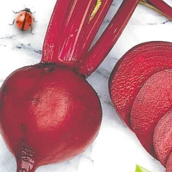 Betterave rouge de Détroit 2 - Storuman Bio - Betteraves sucrées maison