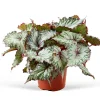 Bégonia Begonia 'Asian Tundra' - Un feuillage qui hypnotise