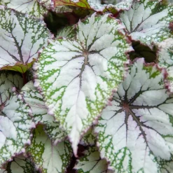 Bégonia Begonia 'Asian Tundra' - Un feuillage qui hypnotise