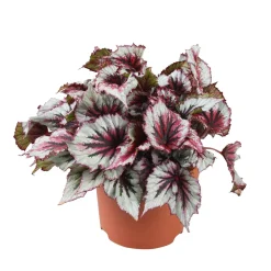 Bégonia Begonia 'Evening Glow' - Feuillage cuivré qui illumine
