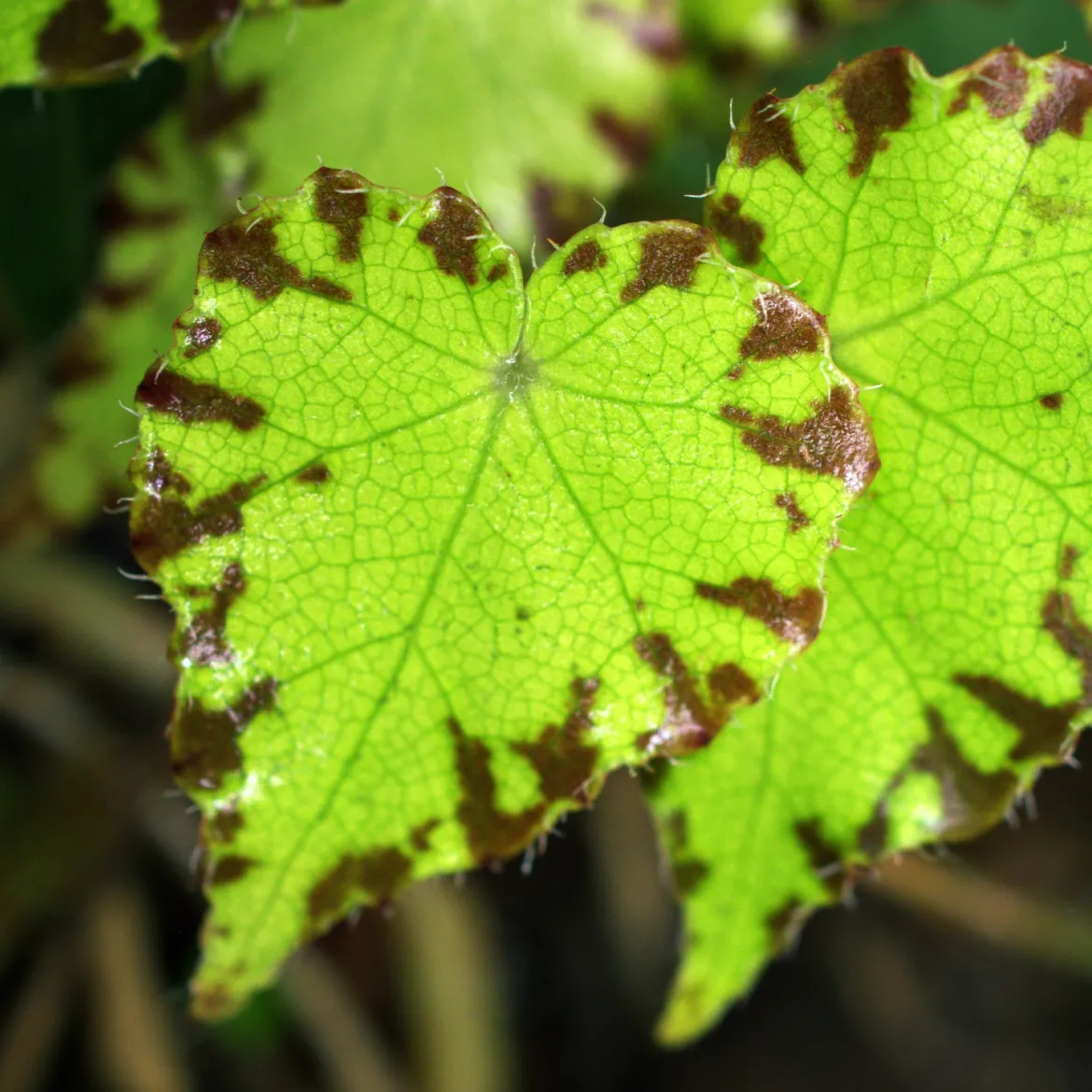 Bégonia Beleaf Lima Love - Feuillage graphique déco