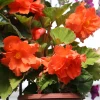 Bégonia à grandes fleurs oranges - Un balcon en feu dès l'été