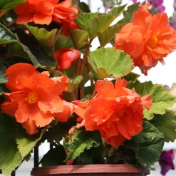 Bégonia à grandes fleurs oranges - Un balcon en feu dès l'été