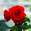 Bégonia à grandes fleurs rouges - Des fleurs rouges tout l'été
