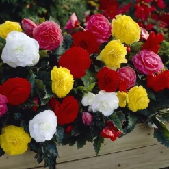 Bégonia Nonstop® Mocca - Fleurs doubles tout l'été