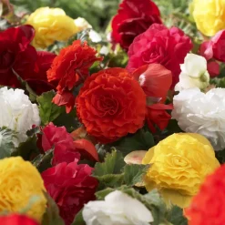 Bégonia Nonstop® Mocca - Fleurs doubles tout l'été