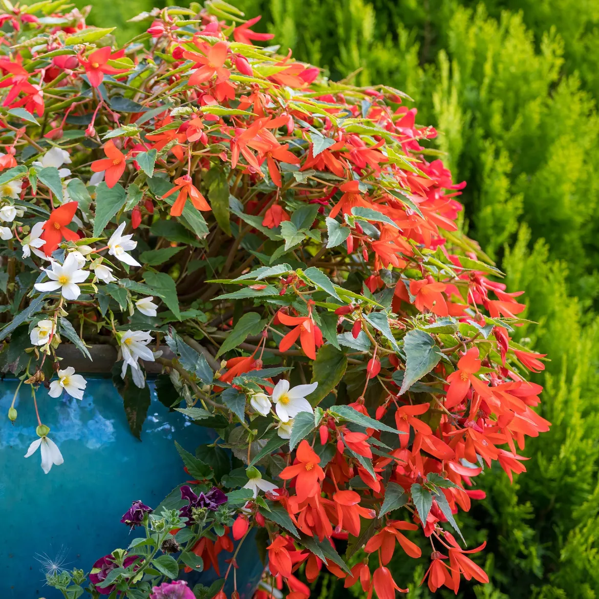 Bégonia retombant orange - Cascade orange en été