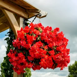 Bégonia retombant rouge - Cascade de fleurs rouges