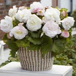 5 Bégonias doubles blancs - Des fleurs doubles tout l'été