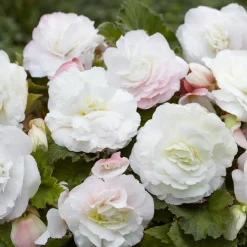 5 Bégonias doubles blancs - Des fleurs doubles tout l'été