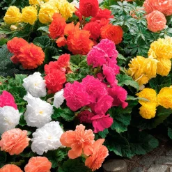 10 Bégonias doubles en mélange EXTRA - Des fleurs doubles tout l'été
