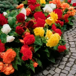 10 Bégonias doubles en mélange EXTRA - Des fleurs doubles tout l'été