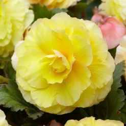 5 Bégonias doubles jaunes - L'ombre enfin fleurie